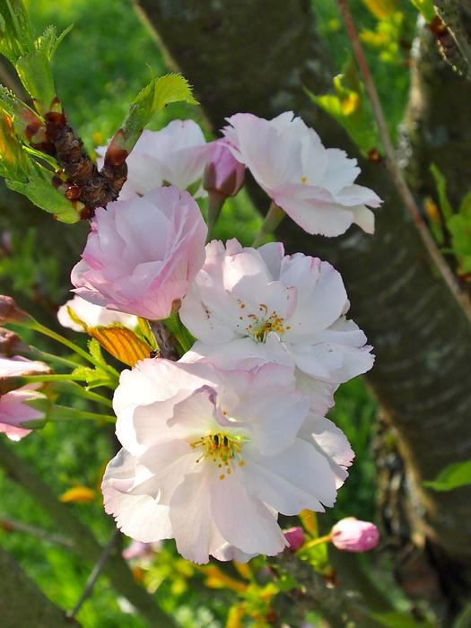 Flower Nature Plant