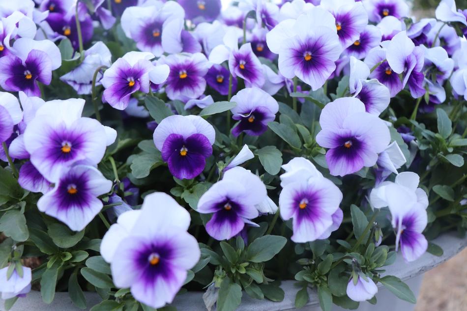 Flowers Plants Leaf