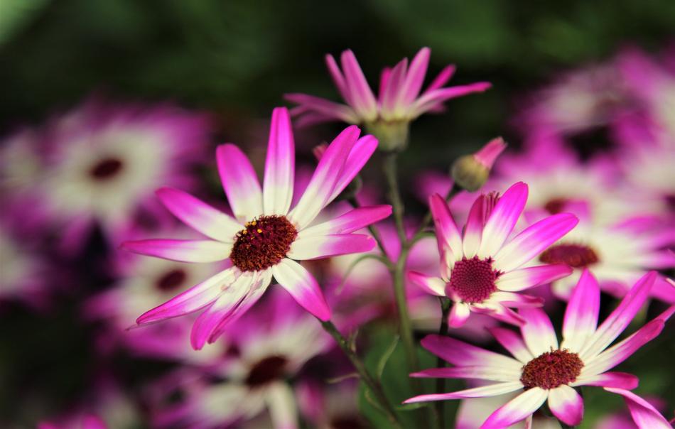 Flower Nature Flora