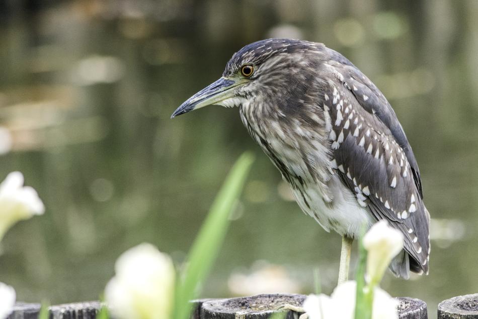 Nature Wildlife Bird