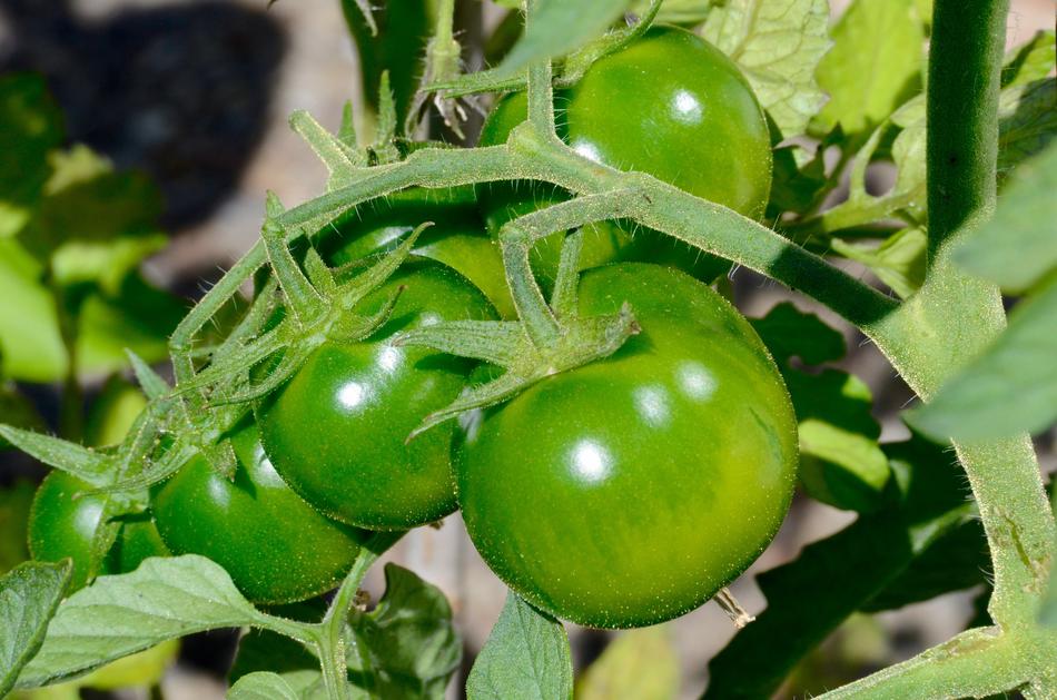 Unripe tomatoes on a branch in the garden