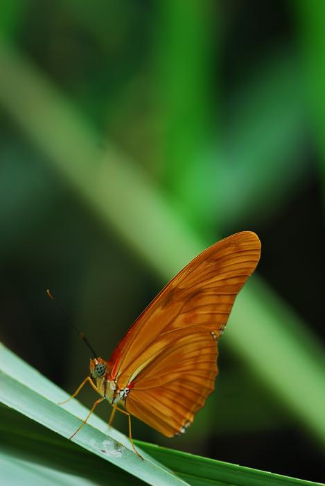 Insect Butterfly Nature