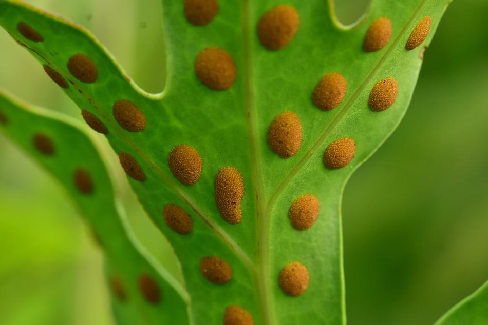 Fern Ferns Sporangium Free Image Download