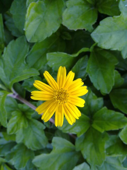 Nature Flora Summer