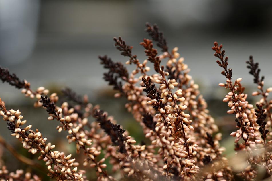 Outdoors Nature Heather