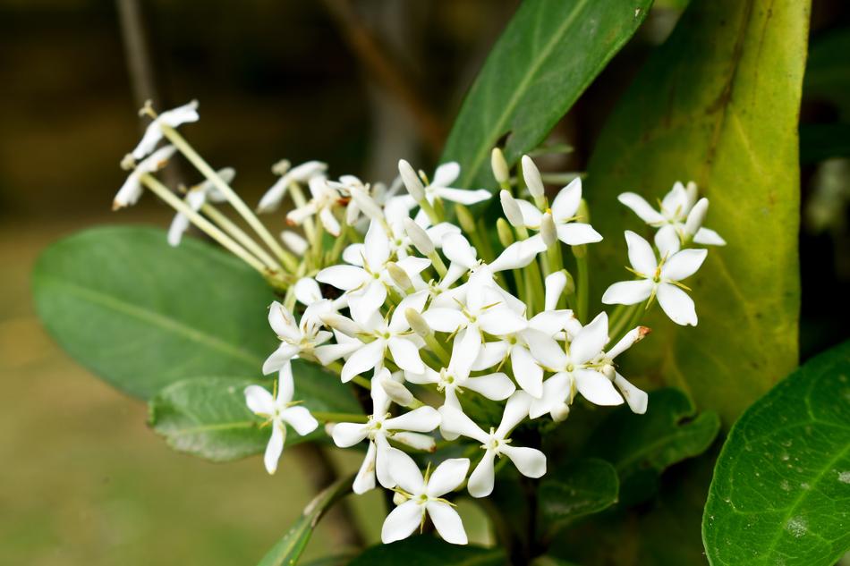 Nature Leaf Flora