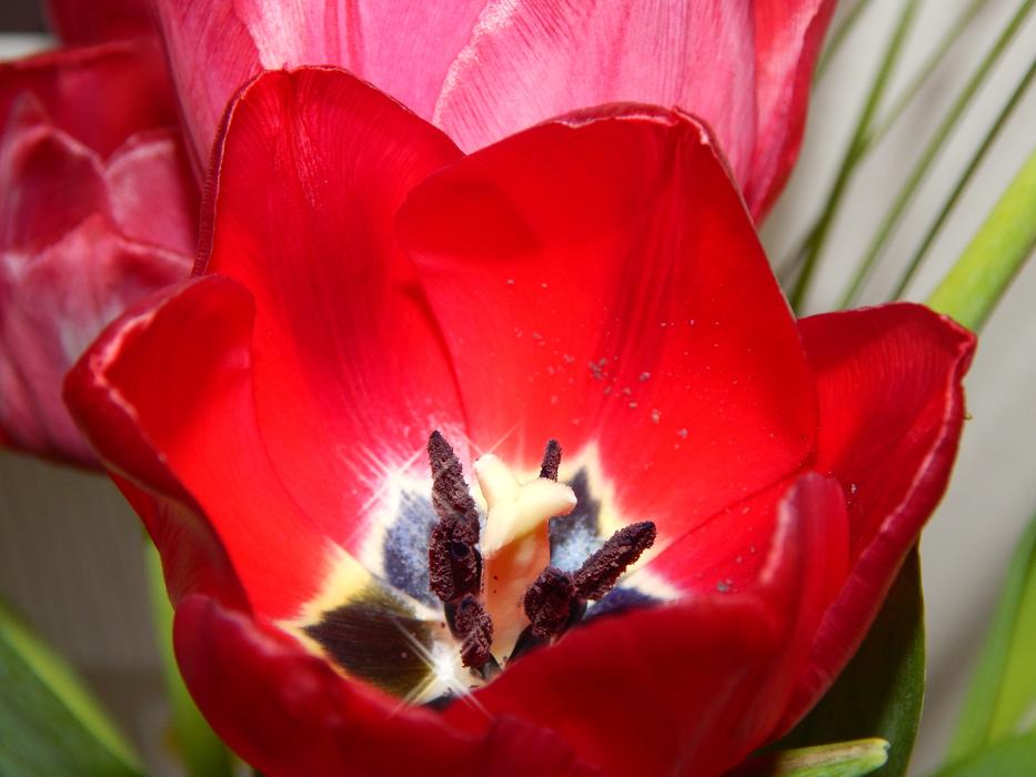 Flower Red Flowers