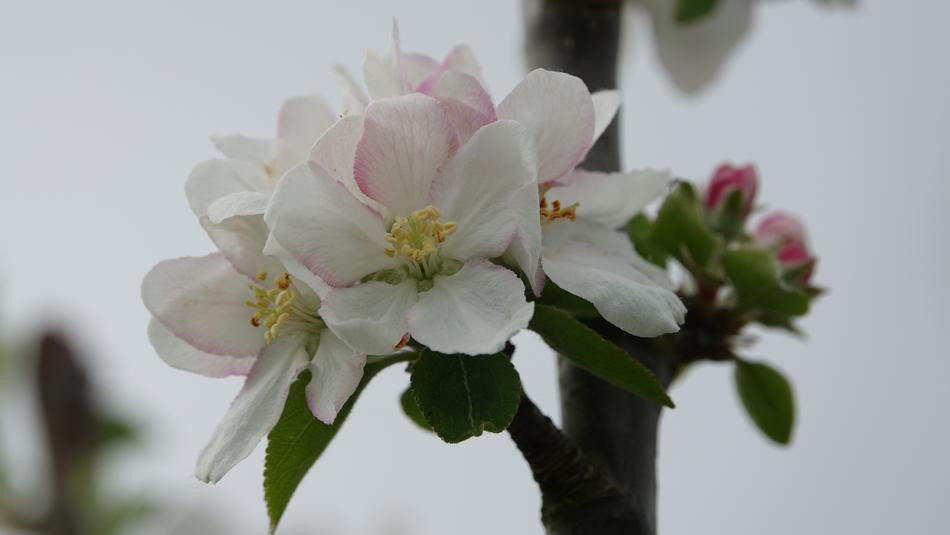 Flower Nature Plant