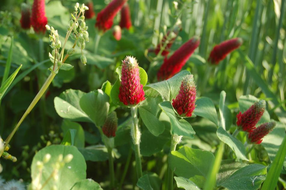 Nature Flower