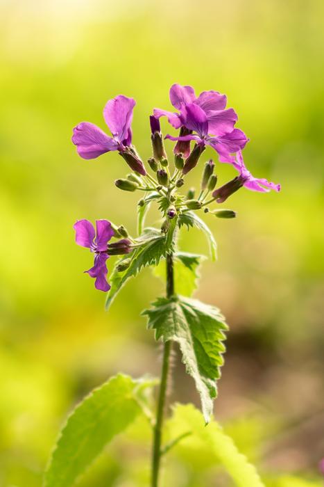 Nature Plant Flower
