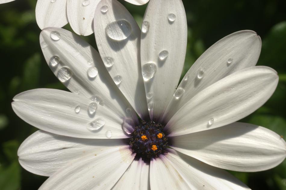 Flower Water Drops Dew