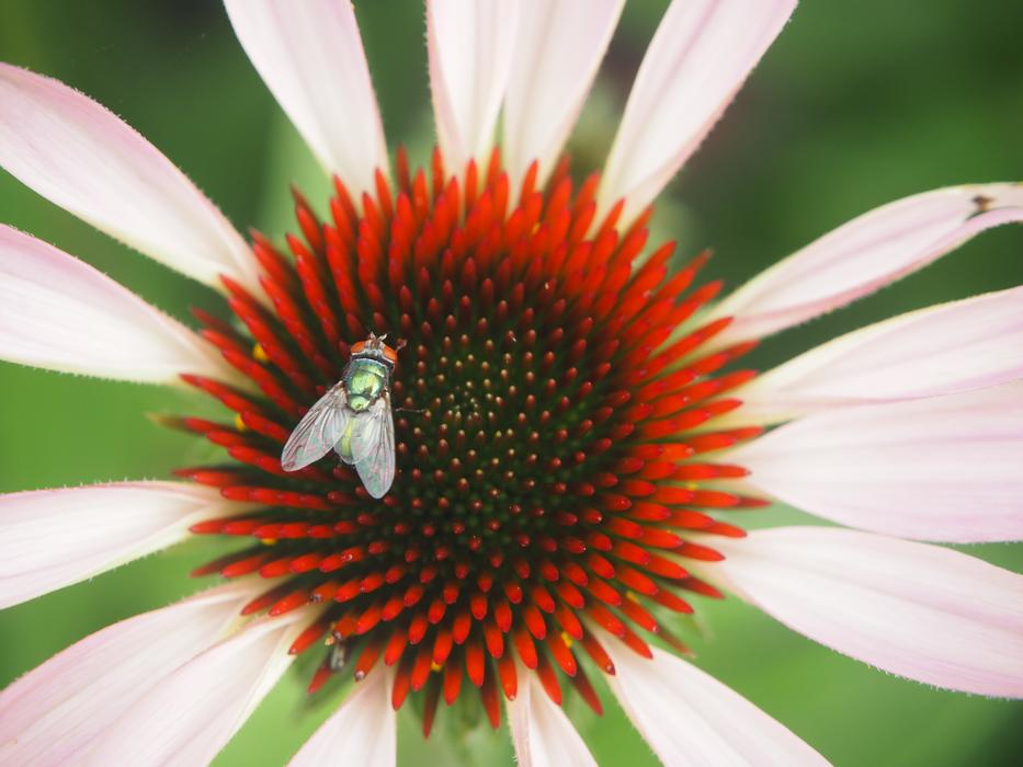 Coneflower Garden Plant