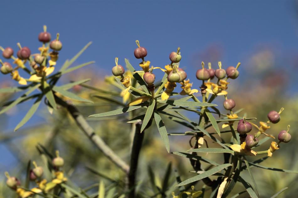 berries leaves on a branch on a tree