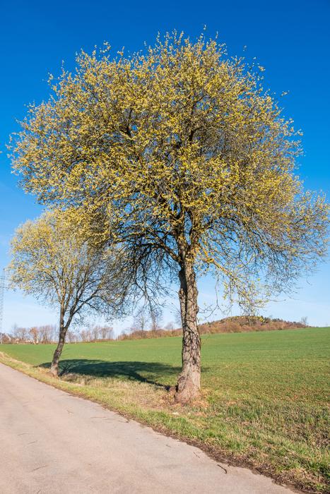 Tree Landscape Nature