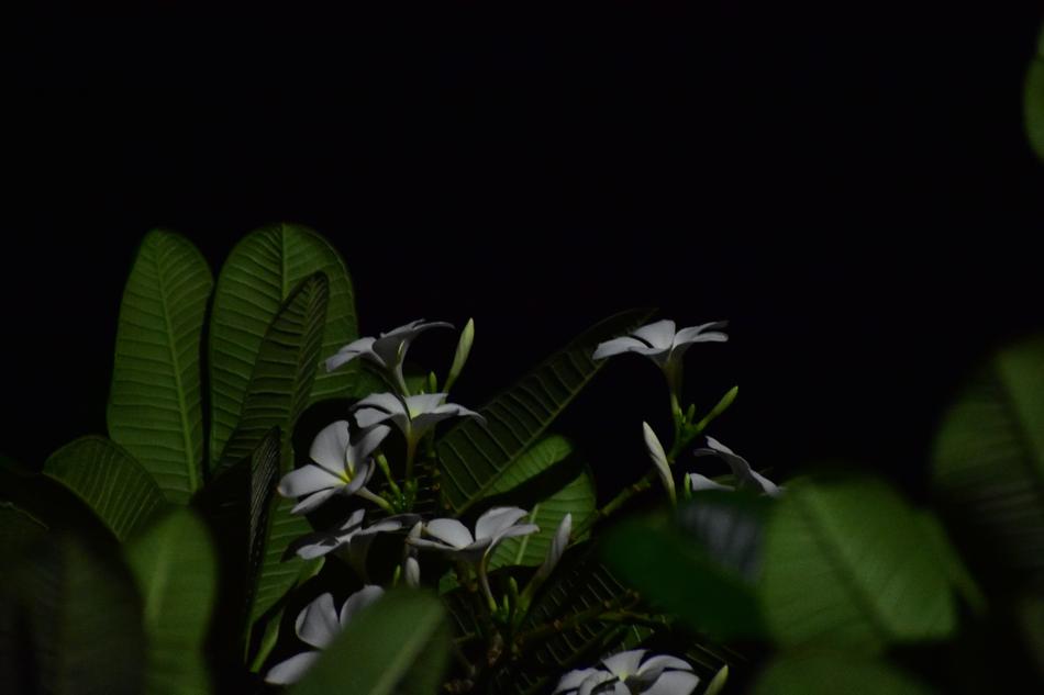 Indian Flower Nature Night