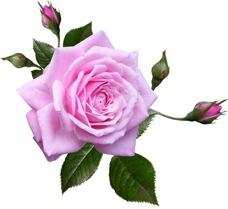 Rose Pink Flower