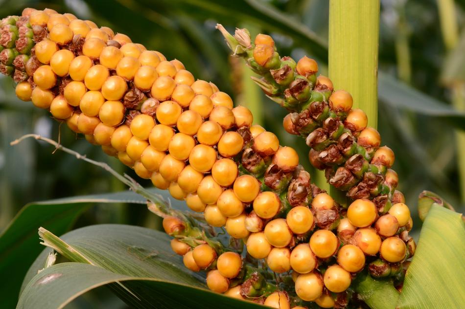 Nature Food Flora