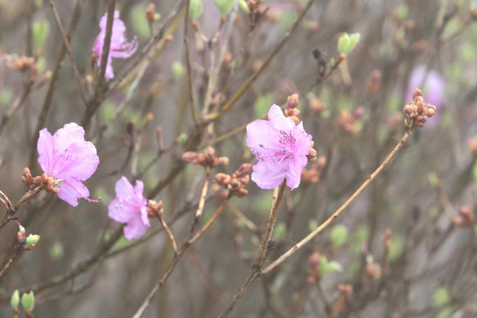 small pink flowers on the branches