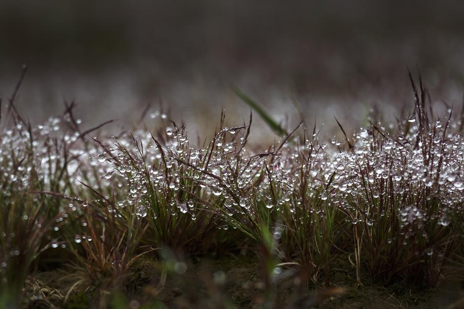 Full-color grass and Drops