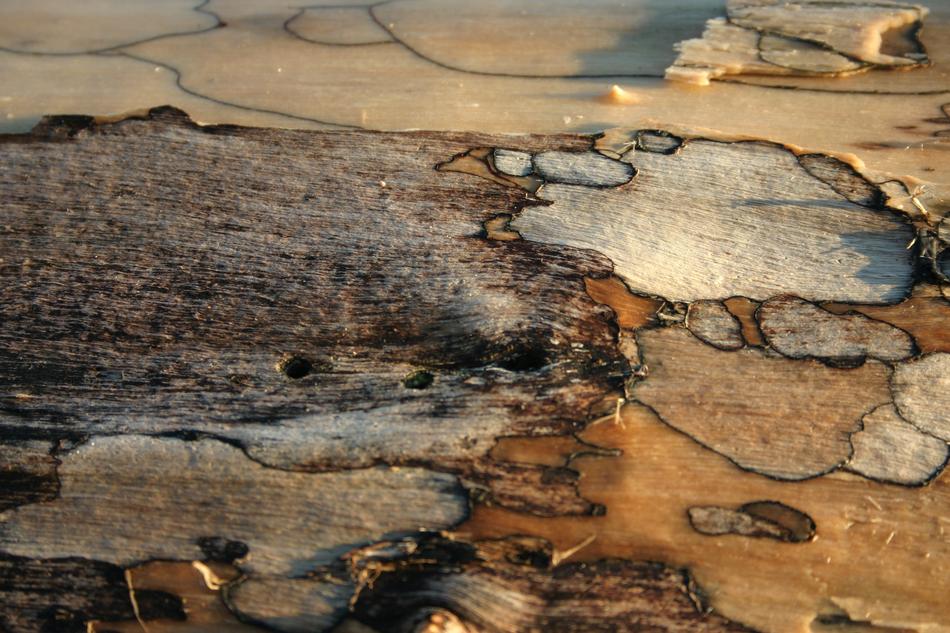 Driftwood Art Background
