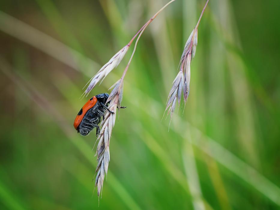 Nature Insect Grass Animal
