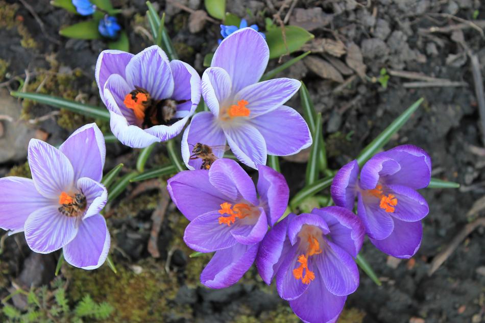 Nature Flower Garden