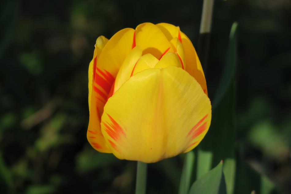 Tulip Yellow Nature