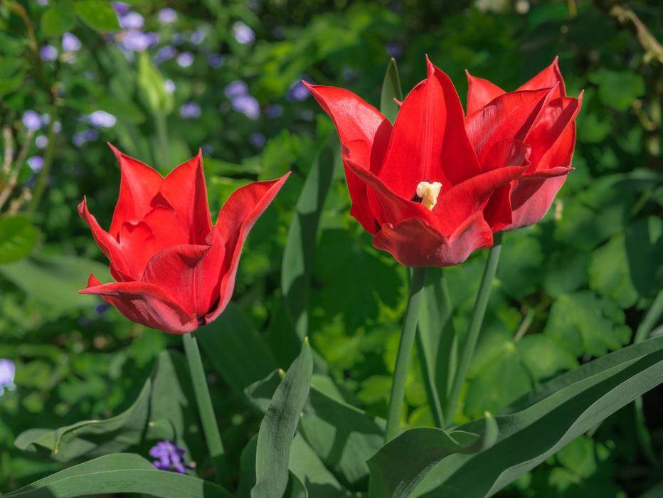 Flower Tulip