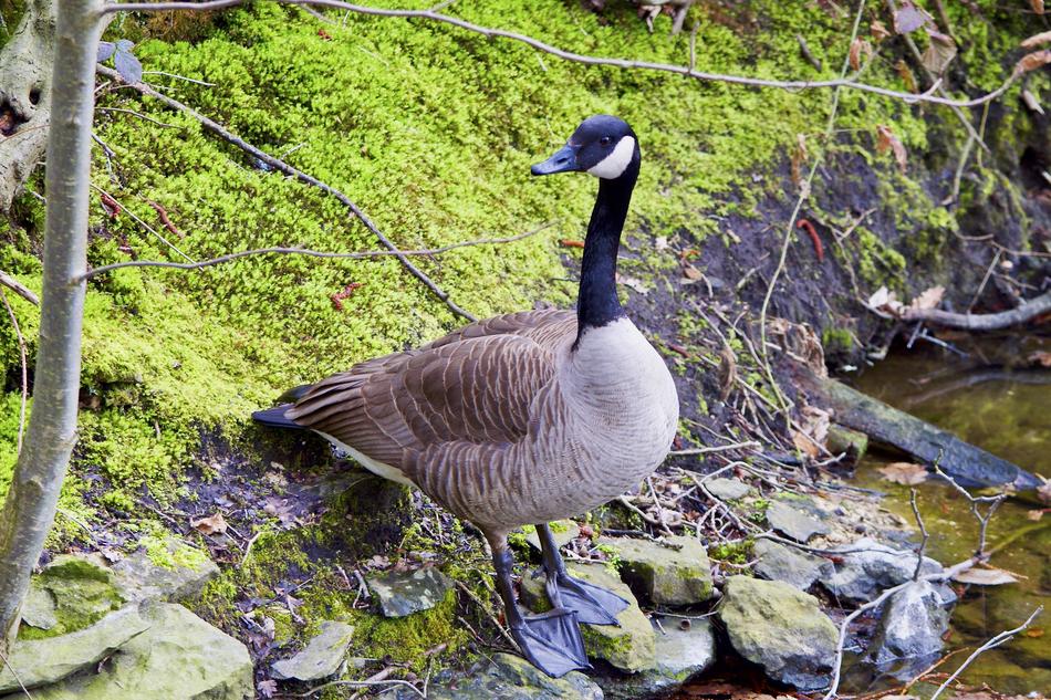 Goose Nature Waters