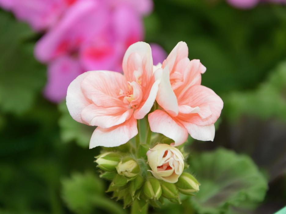 Flower Geranium Color Salmon