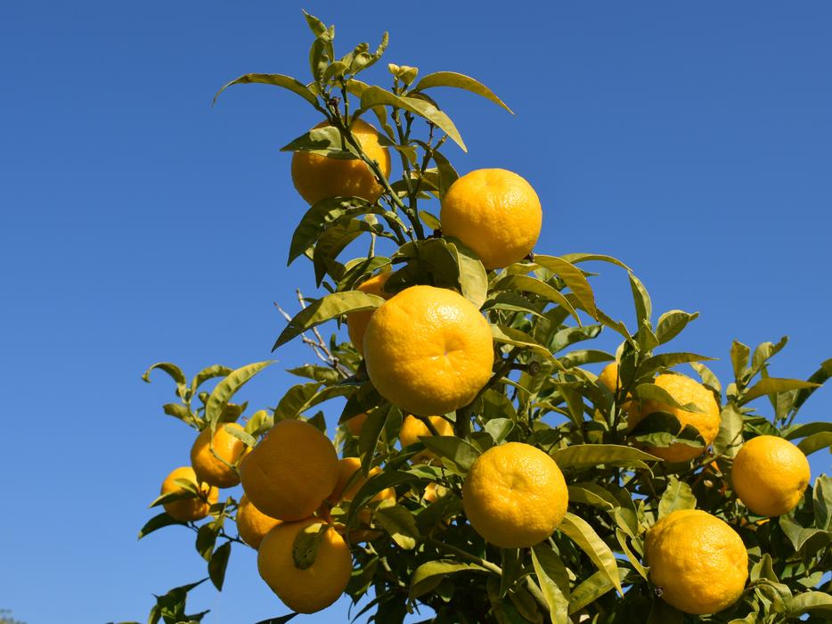 summer fruits on a branch