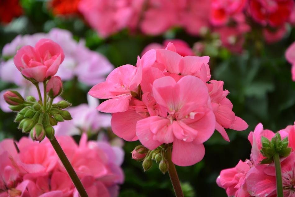 Flower Buds Color Pink