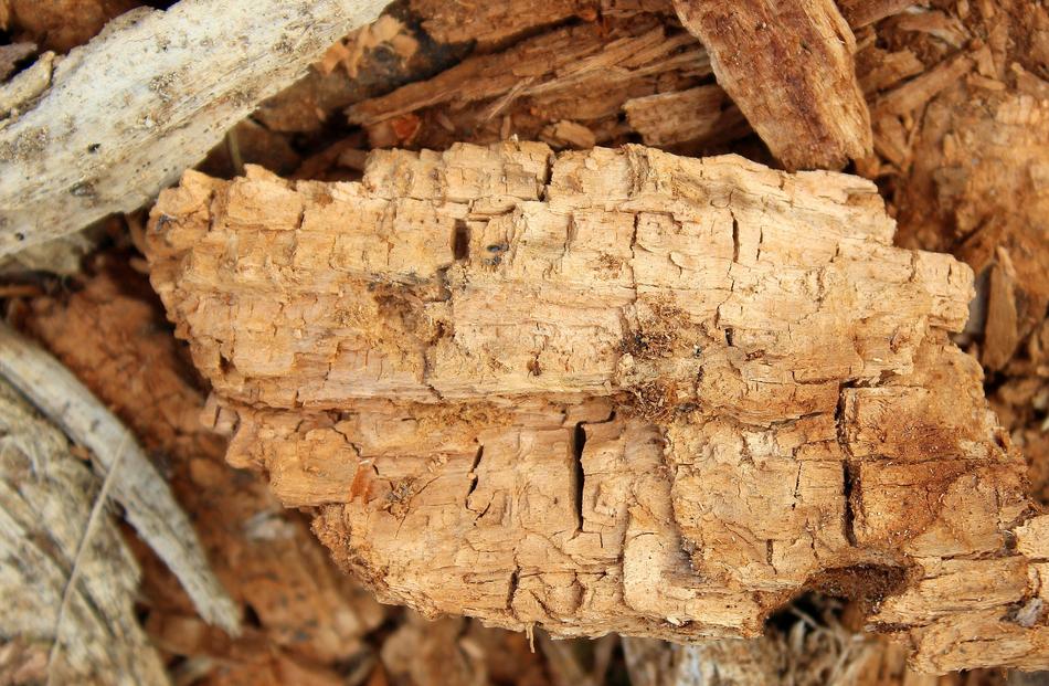 Touchwood Nature Dry