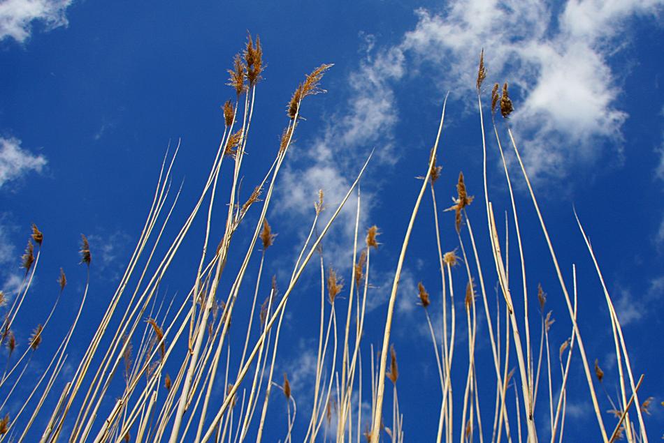 Sky Nature Reed Marsh