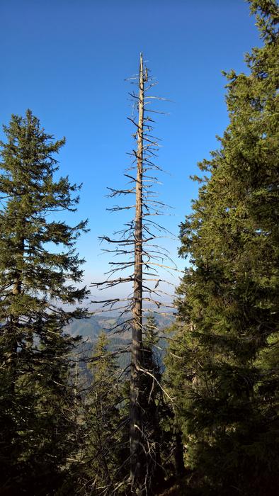 Forest Tree