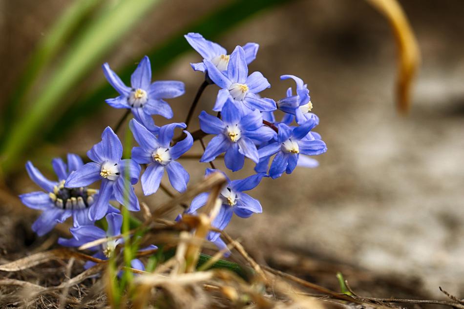 Nature Flora Flower
