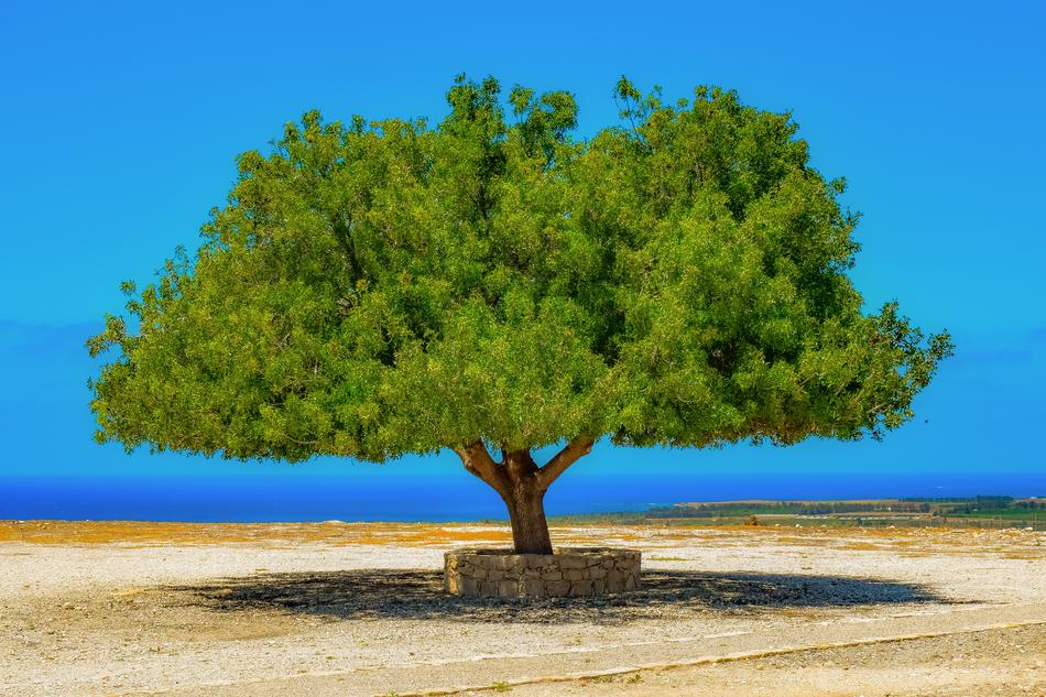 Tree Landscape Horizon