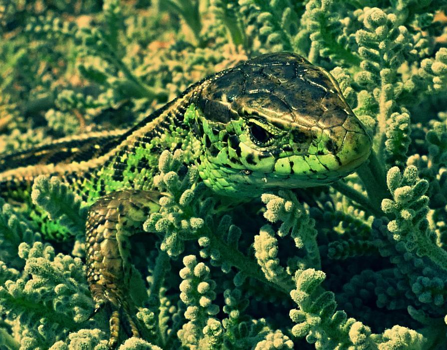 green plants with a lizard hidden
