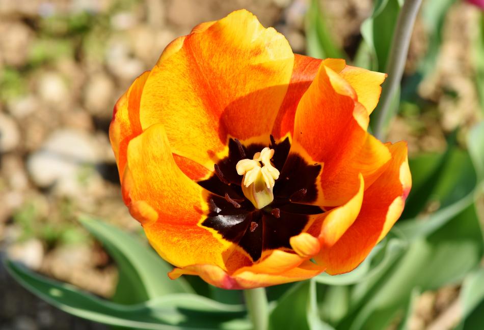 Tulip Tulpenbluete Blossomed