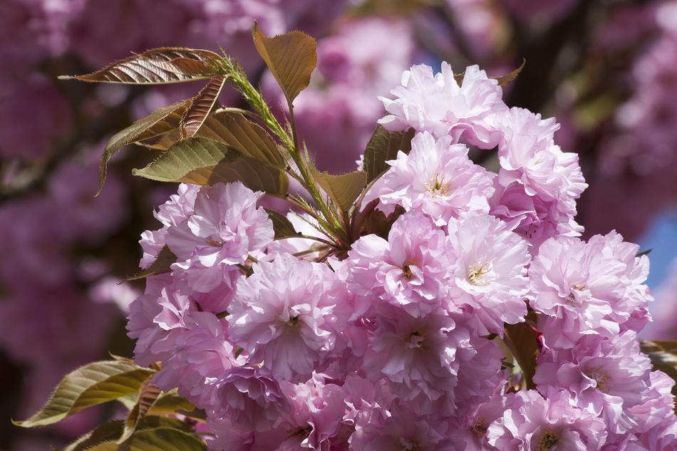 Almond Tree Flower Plant