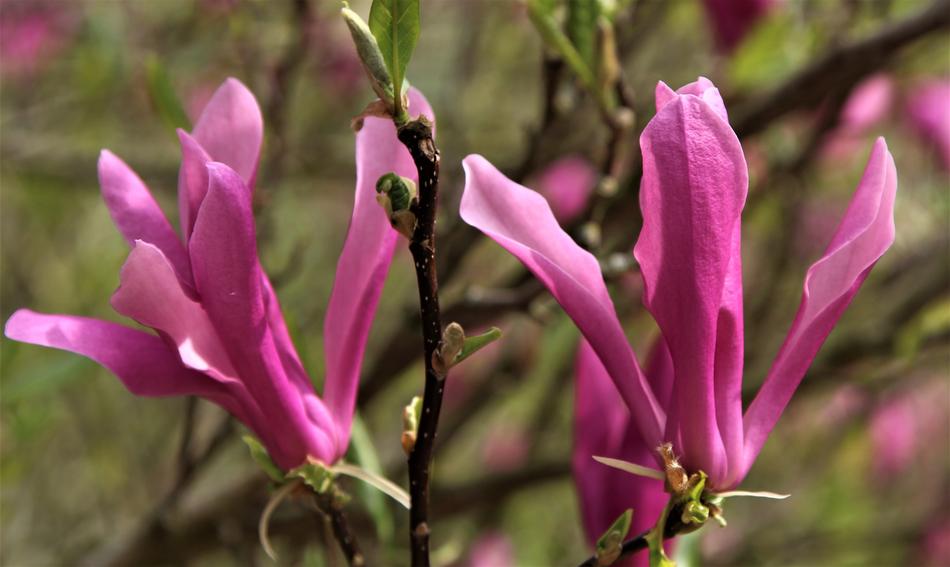 Nature Flower Flora