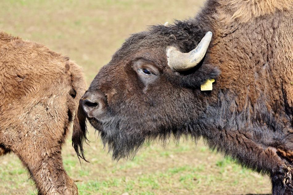 Bison Buffalo Horns American
