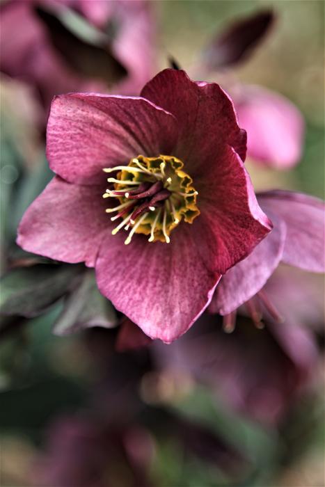 Flower Flora Nature
