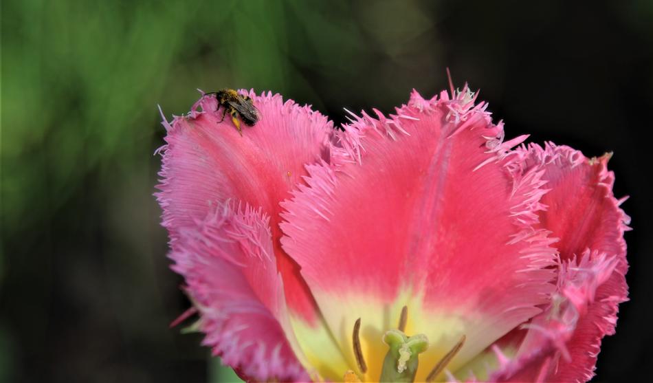 Flower Nature Flora