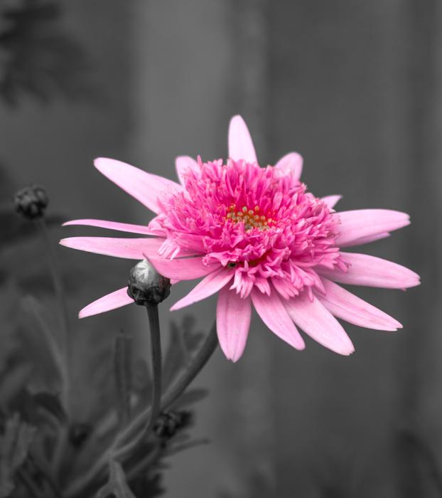 Flower Nature Flora