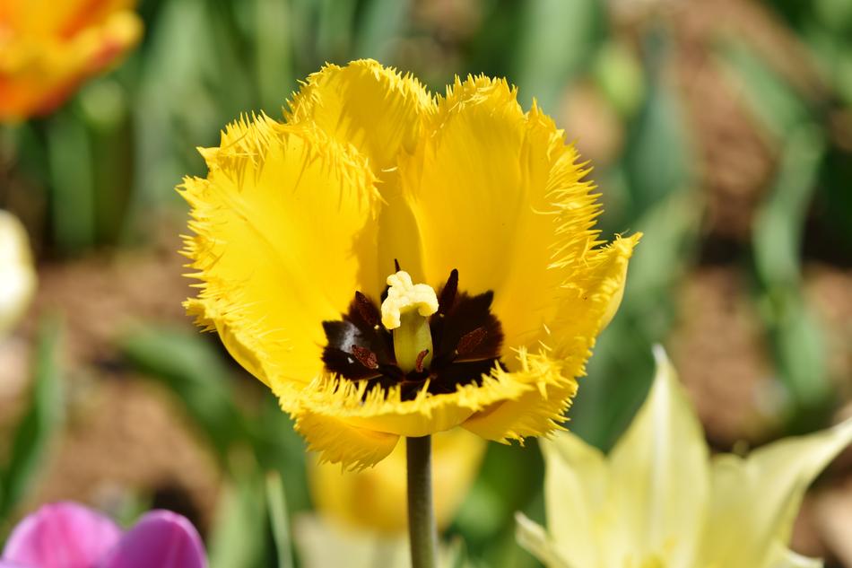 Tulip Schnittblume Spring Flowers
