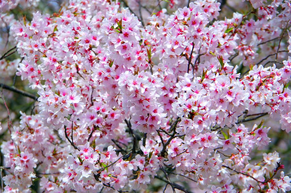 Flowers Cherry Branch