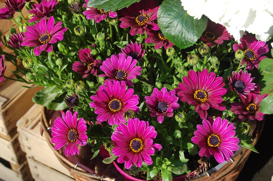 Flower Summer Bloom
