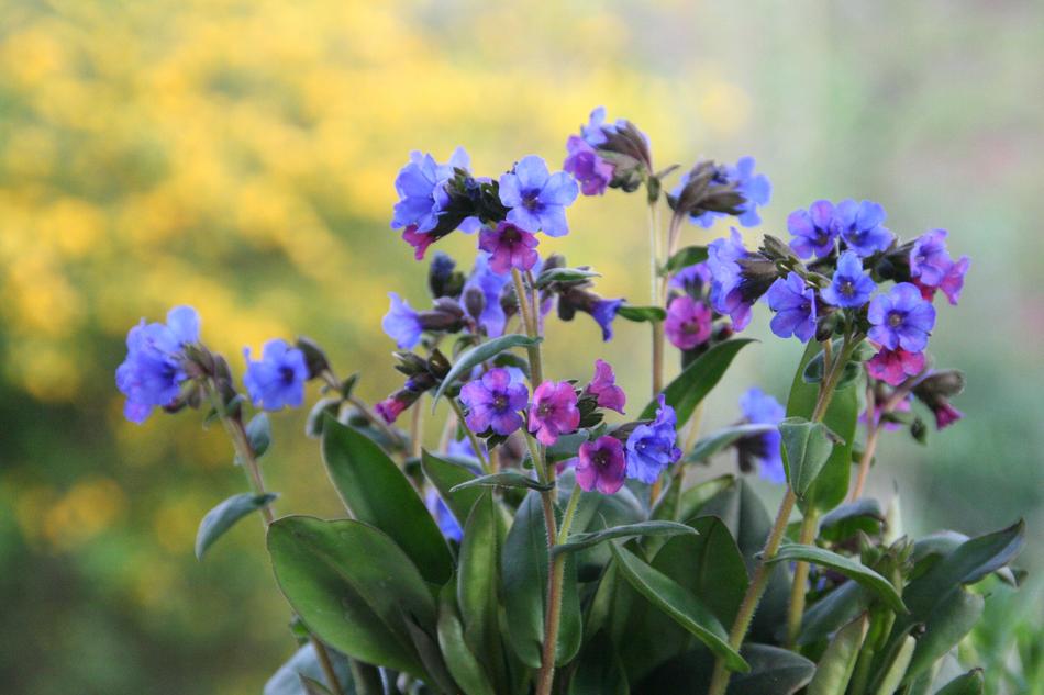 Lungwort Spring Garden Medicinal