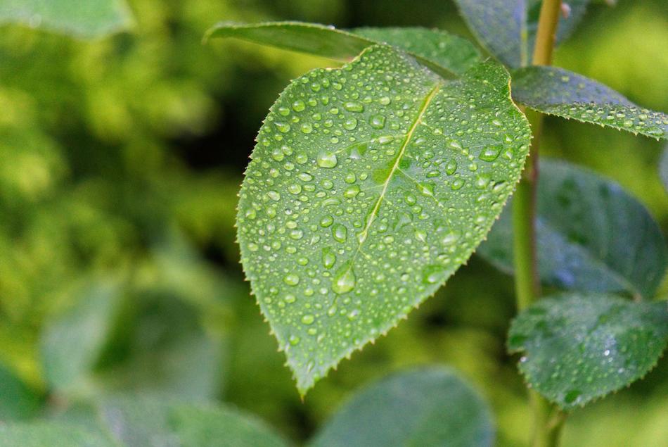 Leaf Rose Green